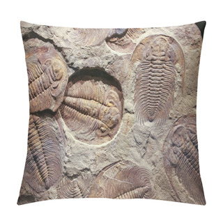 Personality  Fossil Trilobite Imprinted In The Sediment. Pillow Covers