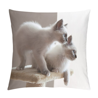 Personality  Portrait Of Two White Long Hair Birman Cats With Blue Eyes.  Pillow Covers