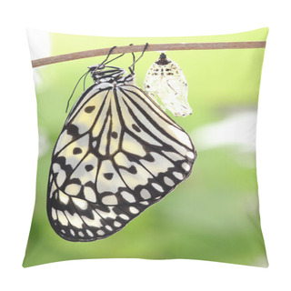 Personality  Butterfly Change Form Chrysalis Pillow Covers