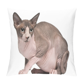 Personality  Sphynx Cat, 18 Months Old, Sitting In Front Of White Background Pillow Covers