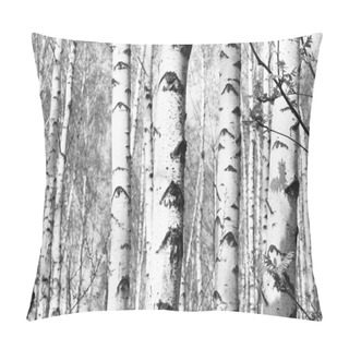 Personality  Black And White Photo Of Black And White Birches In Birch Grove With Birch Bark Between Other Birches Pillow Covers