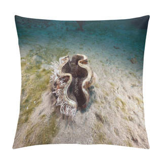 Personality  Giant Clam (tridacna Maxima) In The Red Sea. Pillow Covers