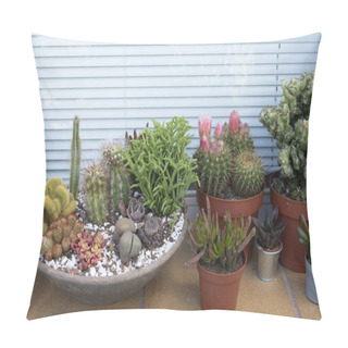 Personality  Cactus Display Including A Cactus Bowl On An Exterior Window Ledge Pillow Covers