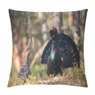 Personality  The Western Capercaillie Tetrao Urogallus Also Known As The Wood Grouse Heather Cock Or Just Capercaillie In The Forest Is Showing Off During Their Lekking Season They Are In The Typical Habita Pillow Covers