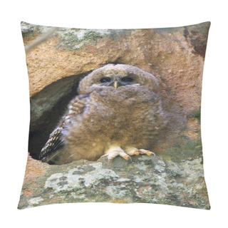 Personality  Mexican Spotted Owl Pillow Covers