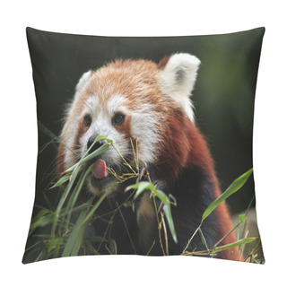 Personality  Red Panda (Ailurus Fulgens). Pillow Covers