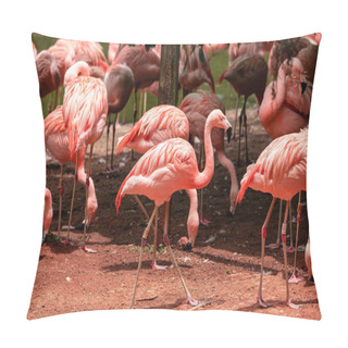 Personality  Flamingos Closeup, Wonderful Colors, Beautiful Birds Pillow Covers