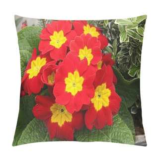 Personality  A Closeup Shot Of Red Primroses Under The Sunlight - Perfect For Botanical Concepts Pillow Covers