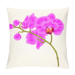 Personality  Branches Orchid Phalaenopsis Purple Flowers Tropical Plants Green Stem And Buds  Vintage Hand Draw Vector  Pillow Covers