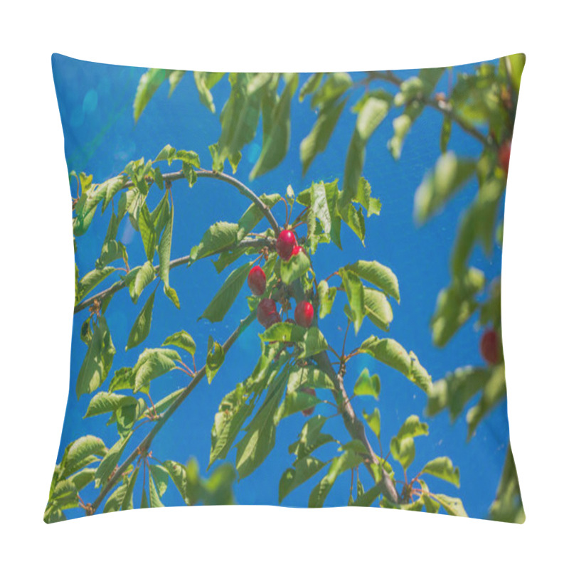 Personality  Beautiful view of clusters of ripe cherries on a tree, shielded by a mesh bird net. pillow covers