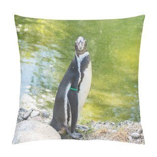 Personality  Zurich, Switzerland, August 3, 2023 Humboldt Penguins Or Spheniscus Humboldti On A Sunny Day At The Zoo Pillow Covers