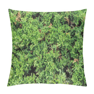 Personality  Evergreen Bush In Sunshine, Seamless Background Pillow Covers
