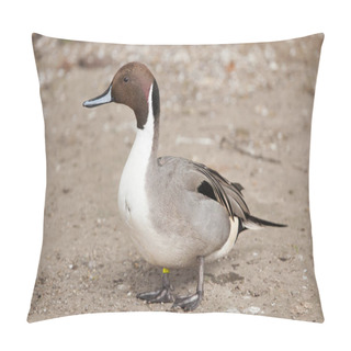 Personality  Northern Pintail (Anas Acuta). Wild Life Animal.  Pillow Covers