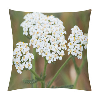 Personality  Milfoil Flowers In A Meadow, Close Up Photo. Medical Herb, Achillea Millefolium, Perennial Plant Pillow Covers
