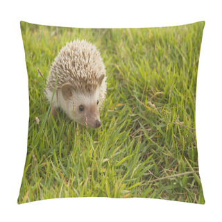 Personality  Hedgehog In The Garden , African Pygmy Hedgehog Pillow Covers