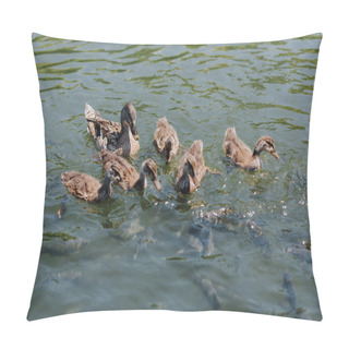 Personality  Close Up View Of Ducklings With Mother And Flock Of Fishes Swimming In Water  Pillow Covers