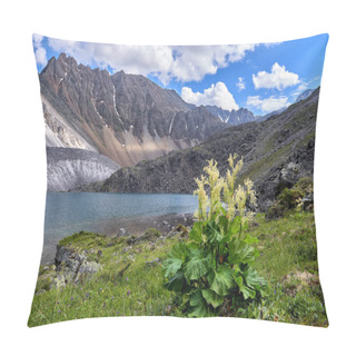 Personality  Wild Rhubarb (Rheum Compactum Linnaeus) Is Densely Blooming On Shore Of Carved Lake. Highland In Eastern Siberia. Sayan Mountains. Russia Pillow Covers