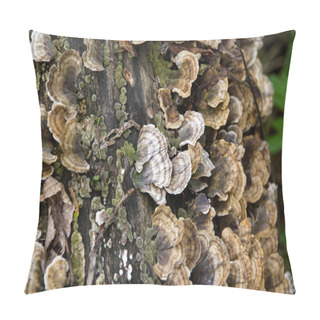 Personality  Turkey Tail Fungus Mushroom Trametes Versicolor Over Tree Pillow Covers