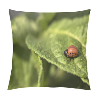 Personality  Colorado Potato Beetle Larvae Eats Potato Leaves, Leptinotarsa Decemlineata Pillow Covers