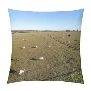 Personality  Nelore Cattle On Winter Pasture In Brazil Pillow Covers