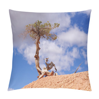 Personality  Lonely Crooked Tree In Bryce Canyon National Park Pillow Covers
