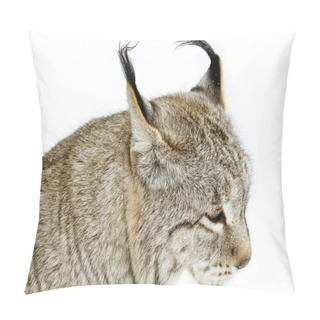 Personality  Eurasian Lynx Pillow Covers