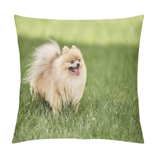 Personality  Adorable Pomeranian Spitz Sticking Out Tongue While Walking On Green Lawn In Park, Pet Photography Pillow Covers