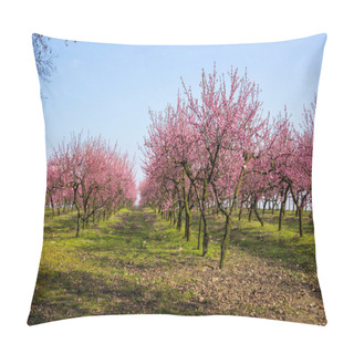 Personality  Blooming Cherries In The Orchard On A Sunny Spring Day Orchard Pillow Covers