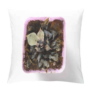 Personality  Top View Pot Of Faded Succulent Plant On White Pillow Covers
