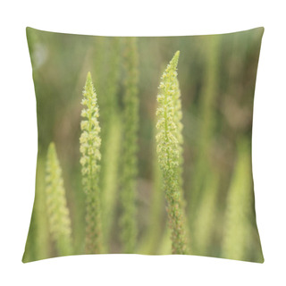 Personality  Reseda Luteola, Known As Dyer's Rocket, Dyer's Weed, Weld, Woold, And Yellow Weed Pillow Covers
