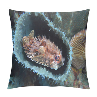 Personality  Shortspine Porcupinefish Pillow Covers