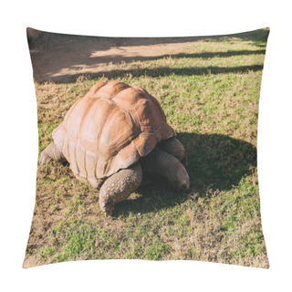 Personality  Giant Turtle Eating Grass In Zoological Park, Barcelona, Spain Pillow Covers