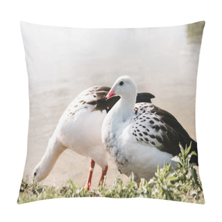Personality  Close Up View Of Two Andean Gooses Standing On Grassy Coast Near Water At Zoo  Pillow Covers