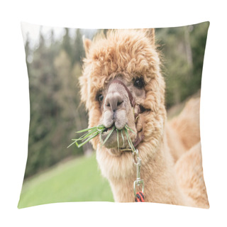 Personality  Funny Alpaca With Mouth Full Of Grass Pillow Covers
