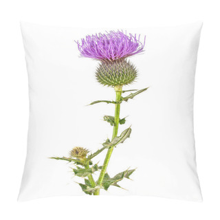 Personality  Milk Thistle Plant (Silybum Marianum) Herbal Remedy.  Pillow Covers