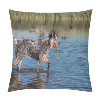 Personality  Australian Cattle Dog  (Blue Heeler) Walking In The Water Of A Dam Mouth Open Side View Pillow Covers
