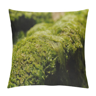 Personality  Close Up View Of Green Seaweed On Stone  Pillow Covers