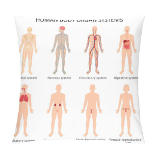 Personality  Set Of Eight Systems Of Organs Of The Human Body: Circulatory, Nervous, Skeletal, Digestive, Male Reproductive, Female Reproductive, Respiratory And Urinary Systems. Anatomical Vector Illustration. Pillow Covers