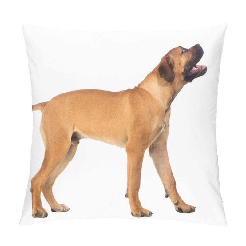 Personality  Rare Breed South African Boerboel Posing In Studio. Pillow Covers