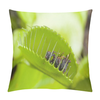 Personality  Venus Flytrap Leaf Eating Ant Pillow Covers