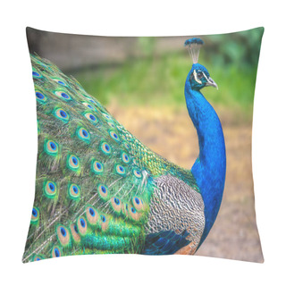 Personality  Peacock With Spread Wings Pillow Covers