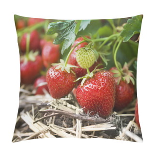 Personality  Closeup Of Fresh Organic Strawberries Growing On The Vine Pillow Covers