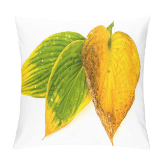 Personality  Dried Yellow Hosta Leaves. Studio Phot Pillow Covers