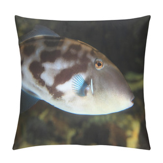 Personality  Black Scraper Or Filefish (Thamnaconus Modestus) In Japan Pillow Covers