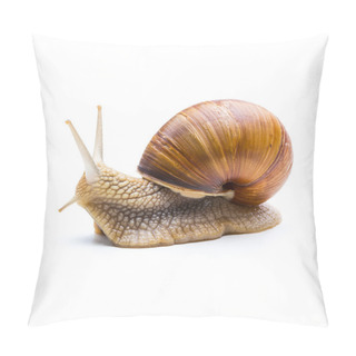 Personality  Snail Looks Back Pillow Covers