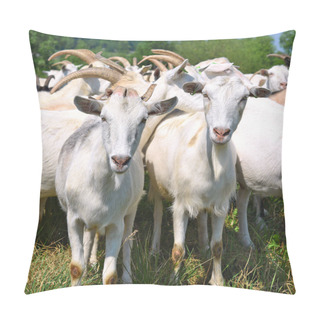 Personality  Goats In The Pasture Of Organic Farm Pillow Covers