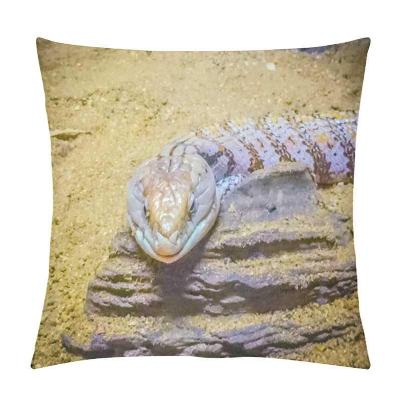 Personality  Close up head of the Blotched Blue-tongued lizard (Tiliqua nigrolutea), the largest lizard species occurring in Tasmania, Australia. Blue tongued skink lizard head shot pillow covers