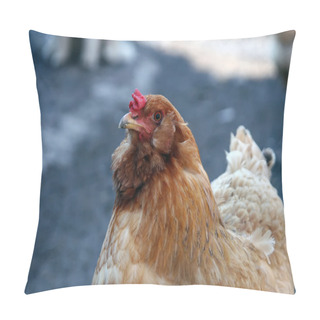 Personality  Chicken Looking Pillow Covers