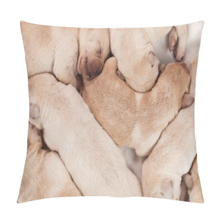 Personality  Bunch Of Yellow Labrador Puppies Sleeping Peacefully - Closeup  Pillow Covers