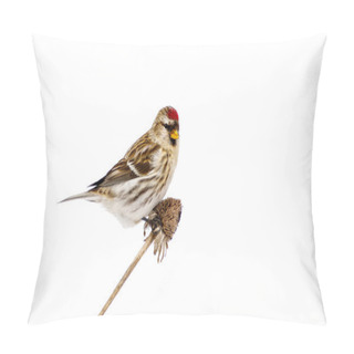 Personality  Female Common Redpoll Perched, Isolated. Pillow Covers